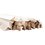 Tuino Madera Pino 2 pulg x 2.44 ml Triangular